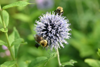 bees-needs-IMG_3025