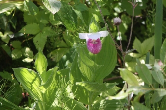 ladyslipper_1