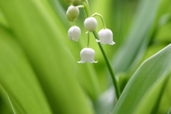 lilly-valley-IMG_2668