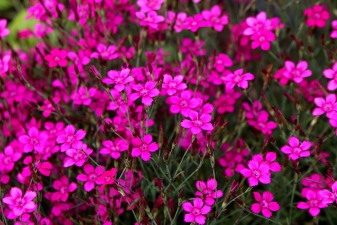nature-center-IMG_4845