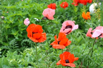 poppies-IMG_2224