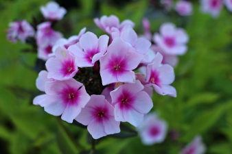 tall-garden-floc-IMG_2774