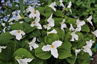 trillium-IMG_2110