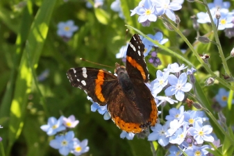 butter-fly-blue-IMG_3889