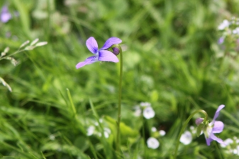 violet-IMG_4210