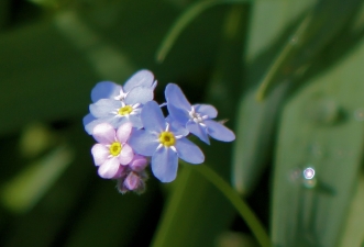 Forget Me Not