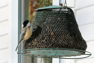 black-cap-chickadee-IMG_8423