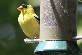 gold-finch-IMG_8188