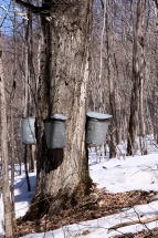 Maple Syrup Buckets