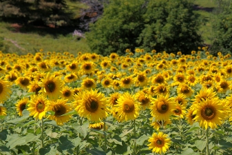 Tournesols 