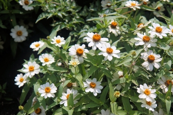 Zinnia Profusion White