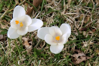 crocus-IMG_4789