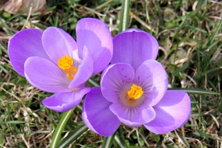 crocus-IMG_4795