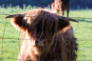 highland-cattle-IMG_2763